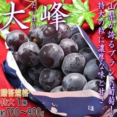 【予約：8/1～8/30予定】大峰 藤稔ぶどう厳選 約700g～900g 特大1房 山梨県産 贈答規格 国内屈指の味と大房のブランド葡萄！大粒・種無し・高糖度で抜群の味