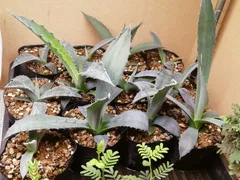 2025年最新】アガベ 大型の人気アイテム - メルカリ