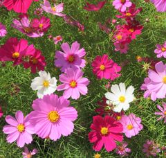 コスモス　ミックス　種100粒　花の種