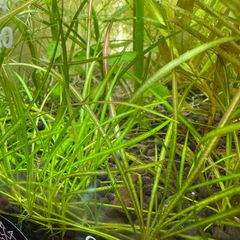 ヘランチウムテネルム レッド（水中葉）5株+おまけ1株 - メルカリ