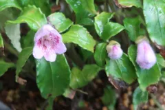 秋の山野草) ツルイワギリソウのサムネイル