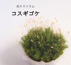 ユッカ＊ロストラータ＊苗高16センチ＊2024年9月播種＊抜き苗発送