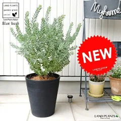 2025年最新】高木春石の人気アイテム - メルカリ