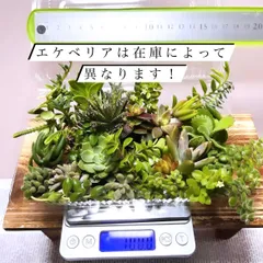 〜多肉植物カット苗〜100g*2パック(フードパック発送)