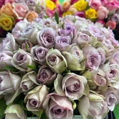 短め！！バラ（ 切り花・生花）　ライラッククラシック　20㎝　50本　産地直送❗️鮮度抜群❗️ 薔薇　花束