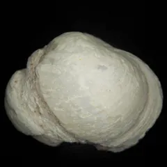 ヘコアユの乾燥したやつ（化石？） ヘコアユの乾燥したやつ（化石？）