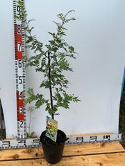強い山椒苗 /スーパー朝倉山椒5号接木苗・強健台木