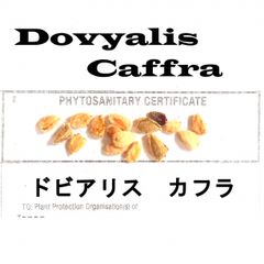 4月入荷 50粒+ ケイアップル  ドビアリス カフラ  種子 種 証明書あり