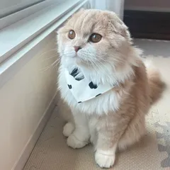 【うしさん柄バンダにゃ】スタイ　シュシュ首輪　バンダナ　牛柄　牛　シュシュ　首輪　猫スタイ　猫首輪　猫シュシュ首輪　バンダナスタイ　首輪猫　猫　春猫スタイ　春猫首輪　鈴　鈴付き　鈴首輪