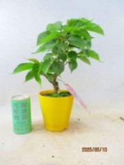 [讃岐屋緑兵衛] 河津桜 (5487黄丸プラ鉢)全高：30㎝ 宅配便発送