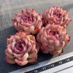 ㊱大きめ苗! 青鬼❣️そわそわ❣️もみじ飴❣️紅手鞠❣️6苗メルカリ便送料込 Hoshi 多肉植物 水曜日発送 - メルカリShops
