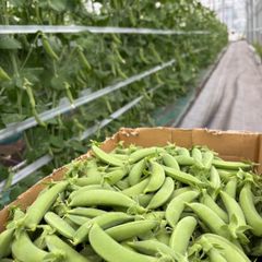 令和7年分終了です　たっぷり新鮮スナップえんどう収穫当日発送