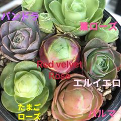 お買い得❣️多肉植物　グリーノビア　6点セット　3-4cm