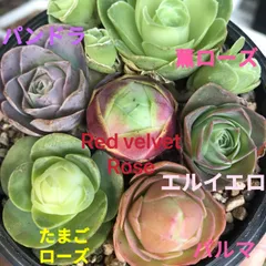 087現物 多肉植物 グリーノビア 酒神 抜き苗 | Pay ID
