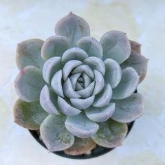 多肉植物　アークティックアイス
