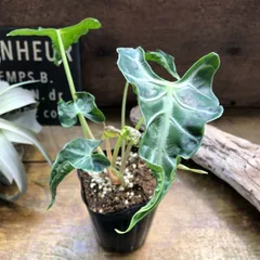 アロカシア　シンポ　バリエガータ芋【希少】 アロカシア | ROOTALPLANTS