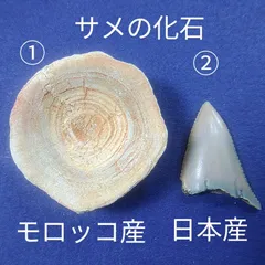2025年最新】ホホジロザメの歯の人気アイテム - メルカリ
