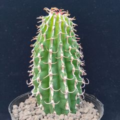 【美株】ユーフォルビアコンフィナリス サボテン 多肉植物 コーデックス 塊根 美株】ユーフォルビアコンフィナリス サボテン 多肉植物