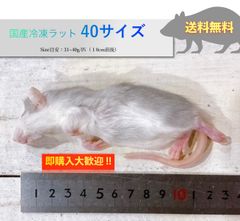 【送料無料】国産冷凍ラット40サイズ10匹入@即購入OK！北海道・沖縄の方も送料無料です！
