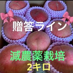二箱同梱！安心クール便対応　減農薬栽培山形県東根市産　桃あかつかき　大切な方々へ、または、家族でふんだんに！贈答ライン中大玉2キロ箱✖️2箱