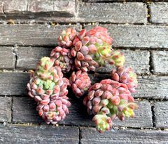 【SALE】オリジナルアモエナ　多頭群生　韓国苗　多肉植物