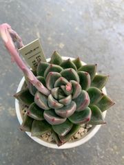 エケベリア　マルガン×ソクヨン　多肉　多肉植物　a25
