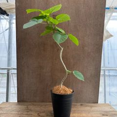 フィカス ウンベラータ 曲がり ④  Ficus umbellata 現品 ゴムの木 ゴムノキ ハートリーフ 観葉植物 観葉 植物 珍奇植物 珍奇 珍しい レア 希少 インテリア プレゼント おしゃれ かわいい リビング おうち時間 グリーン アートプランツ