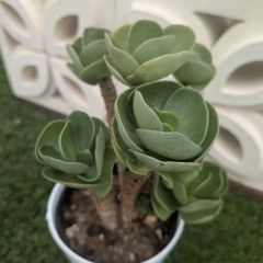 多肉植物ポーチュラカ属　モロキニエンシス