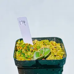 ✩11月7日 夕刻に撮影 ❢ 旋回系　サンセベリア・ロリダ　鉢付き発送ヨロシク〜 ✩11月7日 夕刻に撮影 ❢ 旋回系 サンセベリア・ロリダ 鉢付き発送