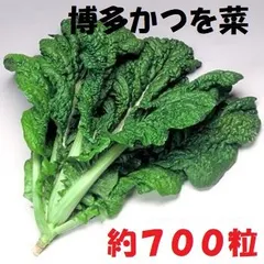 ＜野菜の種＞約700粒　かつお菜　2.5ｍｌ　博多かつを菜