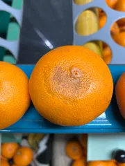 せとか（平箱）／（約3kg 8玉〜12玉入／送料込み） | 唐津うま