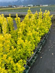 2025年最新】黄金マサキの人気アイテム - メルカリ