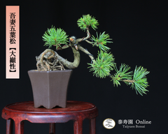 吾妻五葉松【大巓性】ダイテンショウ 実生 根上り 小品盆栽【泰寿園 Online】現品 一点物 盆栽 松柏 室内 鑑賞 趣味 卓上盆栽 盆栽鉢 グリーン 和 ギフト プレゼント 贈答品 ミニ盆栽 誕生日 母の日 父の日 敬老の日 記念日 お祝い 52