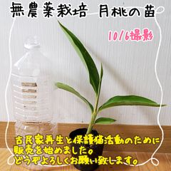 【コンパニオンプランツにも♪】無農薬栽培 月桃の苗⑨