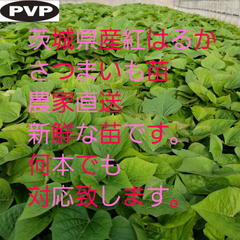 Shir様5本5月下旬後半発送分茨城県産紅はるかさつまいも苗