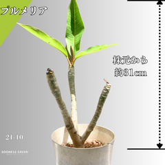 【沖縄育ち】約31㎝ プルメリア ホワイト イエロー 苗木 観葉植物 21-10