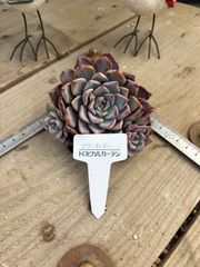 ブランチェリー 現物品 エケベリア トロピカルガーデン 多肉植物