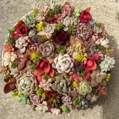 多肉植物　チビ苗寄植えセットＡ