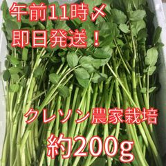 【即日発送可※土日祝日除】農家が育てたクレソン約２００ｇ【減農薬・減化学肥料栽培】