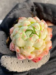 B547×15株 ラノリンボール 土鉢付き 多肉植物 エケベリア