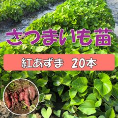 さつまいも苗　紅あずま　20本