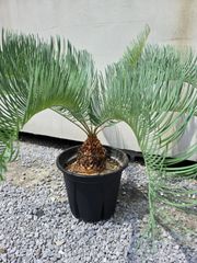 【希少】Cycas calcicola サイカス　カルキコラ 希少】Cycas calcicola サイカス カルキコラ