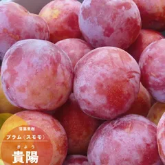 プラム貴陽苗木　レモンの横に♪　このまま落札です。 プラム貴陽苗木 レモンの横に♪ このまま落札です。