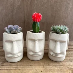★モアイ3兄弟！！② 3種類  多肉不明種 緋牡丹 ハオルチア不明種 現品 観葉植物 観葉 植物 珍奇植物 珍奇 珍しい レア 希少 多肉植物 多肉 カクタス インテリア プレゼント おもしろい 可愛い