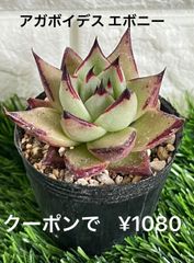 アガボイデス エボニー 多肉植物 多肉 黒爪