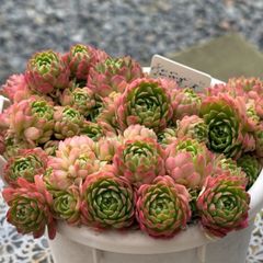 E.マリア 韓国苗 リエール苗 多肉植物 Lier.succulent 多肉植物 リエール苗 ピンククリスタル | BooTA29♡Succulent
