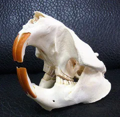 高品質！ベニンクシマンセの頭骨