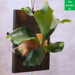 ビカクシダ【交配種】・【園芸品種】