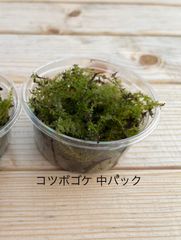栽培ものコツボゴケ 中パック 有福MOSS