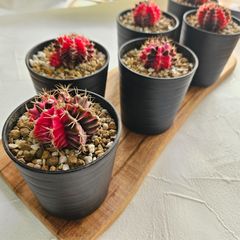 〚ギムノカリキウム ミハノビッチ 〛Gymnocalycium Mihanovichii　サボテン ポット発送
